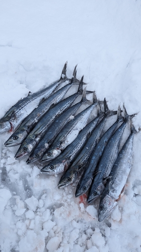 サゴシの釣果