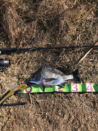 クロダイの釣果