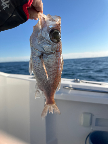 シロムツの釣果