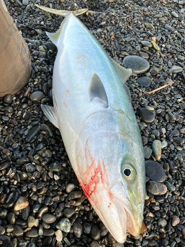 ブリの釣果