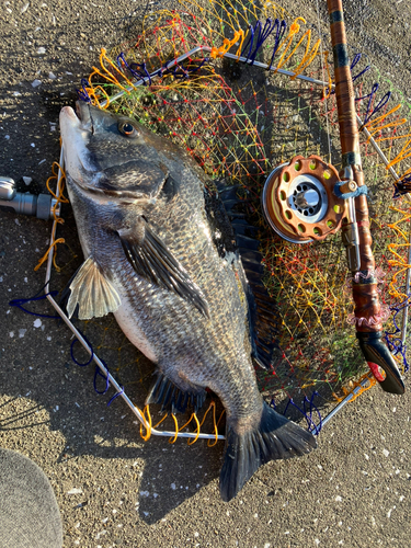 クロダイの釣果