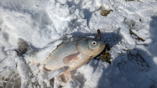 フナの釣果