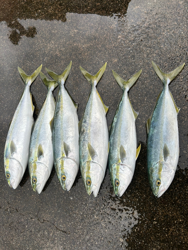 ハマチの釣果