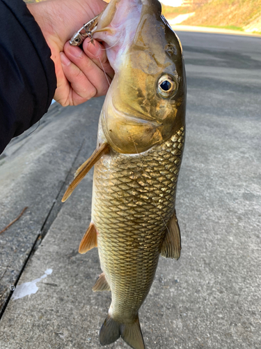 ニゴイの釣果