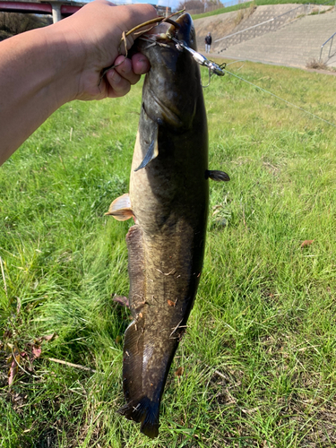 ナマズの釣果