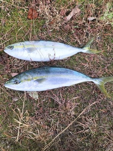 ハマチの釣果