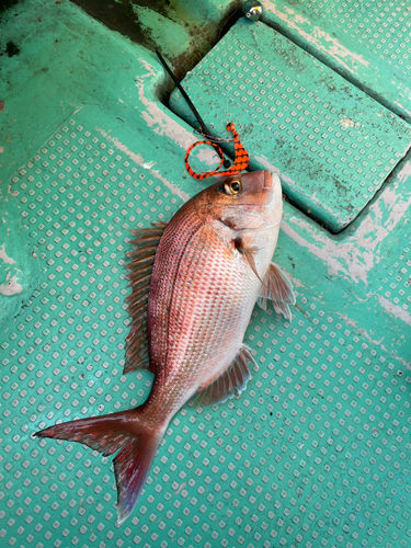 タイの釣果