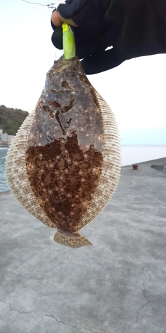 ヒラメの釣果