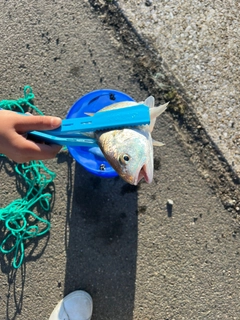 イシモチの釣果