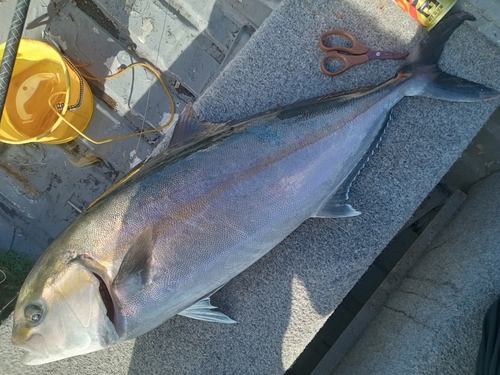 カンパチの釣果