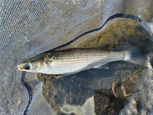 ボラの釣果