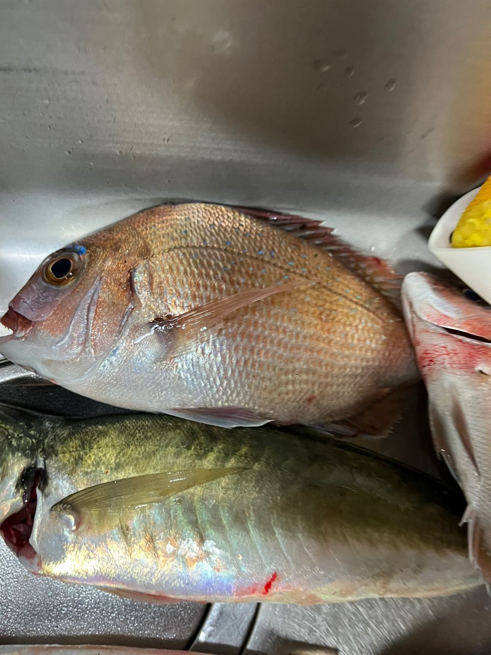 博多の釣り師さんの釣果 1枚目の画像