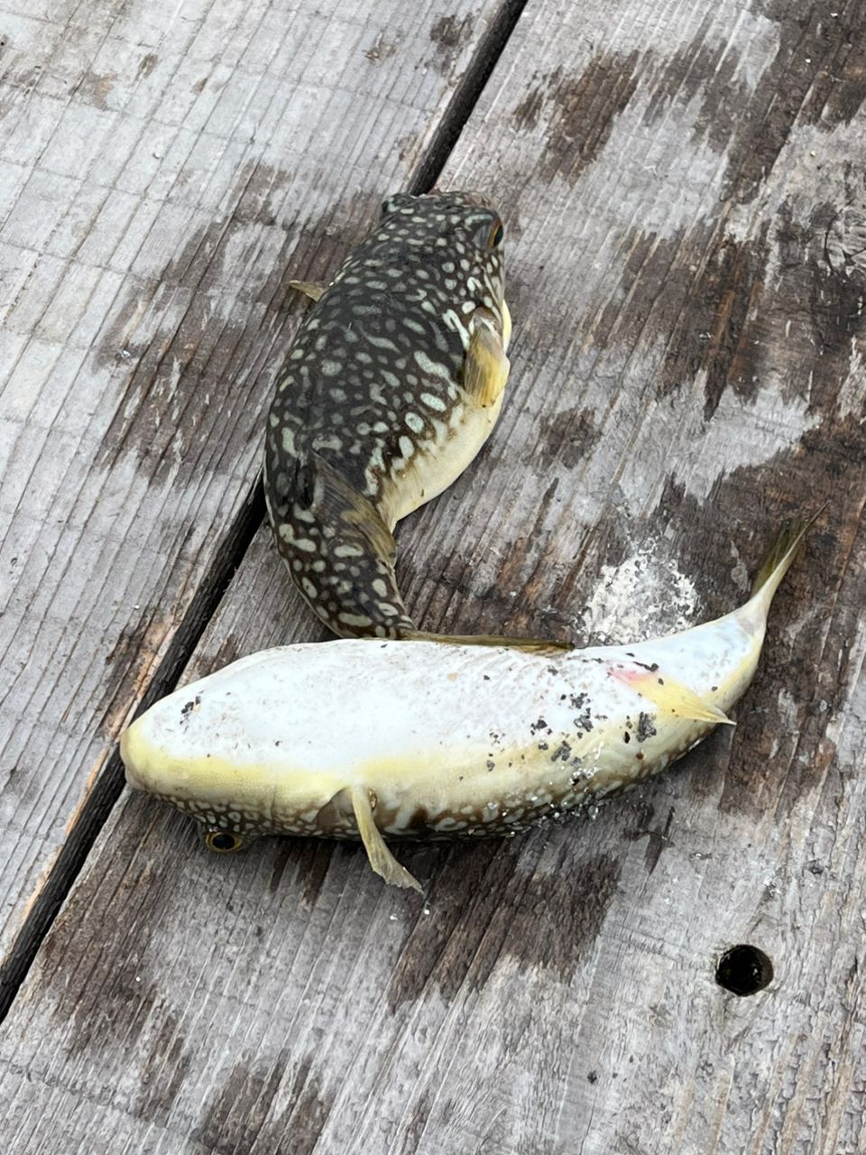 博多の釣り師さんの釣果 3枚目の画像