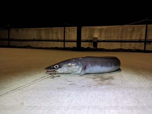 ダイナンアナゴの釣果