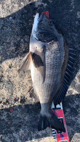 クロダイの釣果