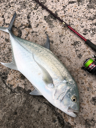 オニヒラアジの釣果