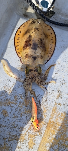 アオリイカの釣果