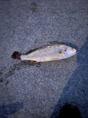 イシモチの釣果