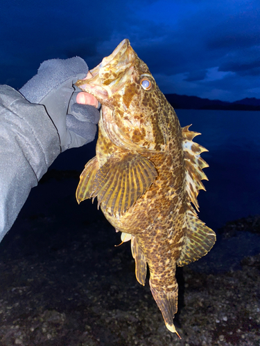 タケノコメバルの釣果