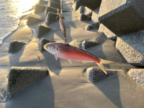 コノシロの釣果