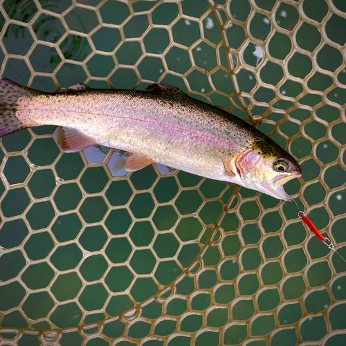 ニジマスの釣果