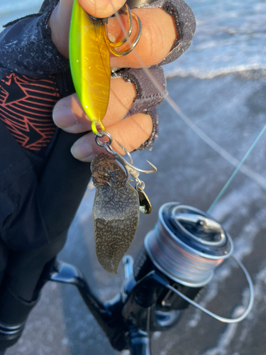 ウシノシタの釣果