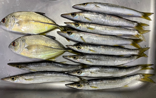 カマスの釣果