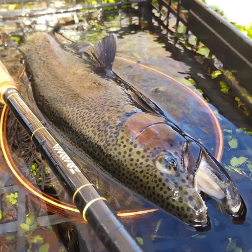 ニジマスの釣果