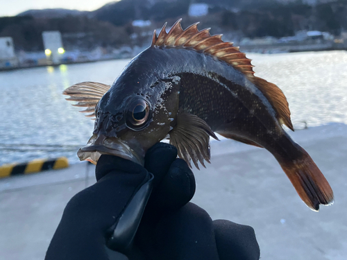 エゾメバルの釣果