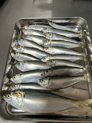 サッパの釣果