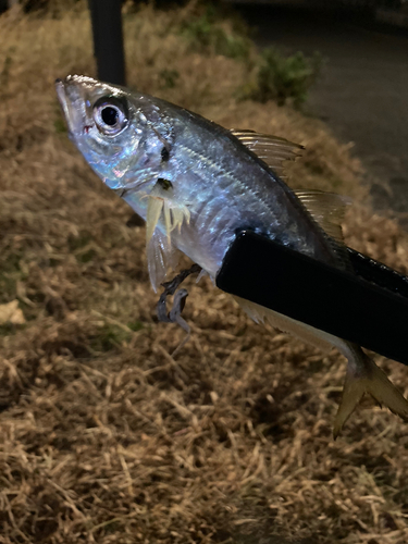 マアジの釣果