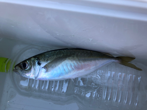 マアジの釣果