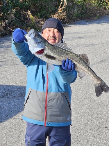 スズキの釣果