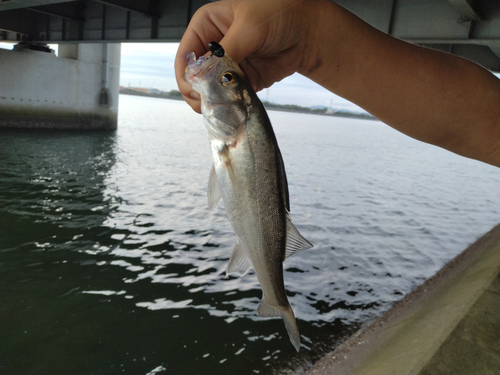 セイゴ（ヒラスズキ）の釣果