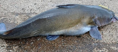 アメリカナマズの釣果