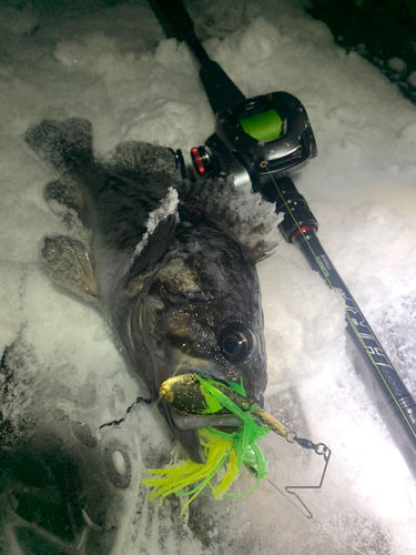 クロソイの釣果