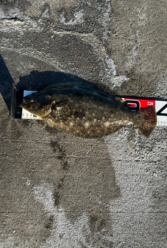 ヒラメの釣果