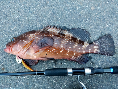 アコウの釣果