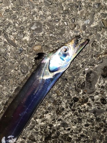 タチウオの釣果