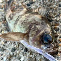 シロメバルの釣果