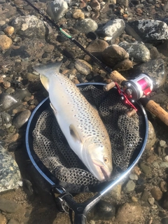 ブラウントラウトの釣果