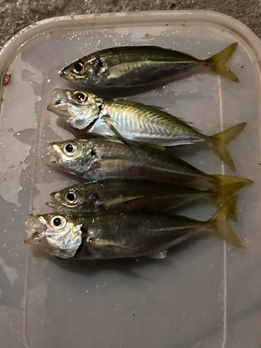 アジの釣果