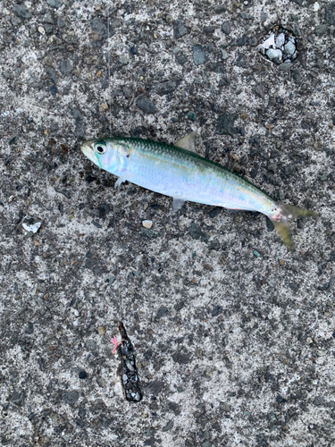 カタボシイワシの釣果