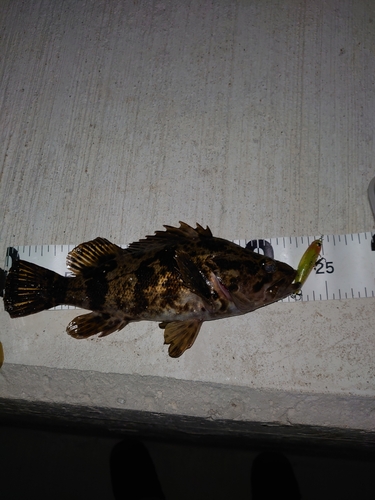 タケノコメバルの釣果