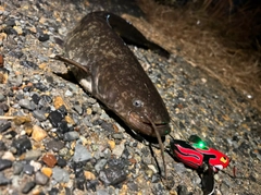 ナマズの釣果