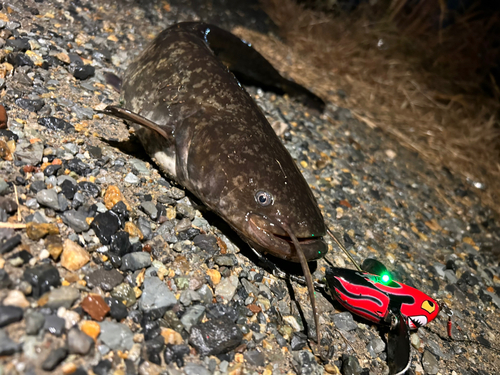 ナマズの釣果