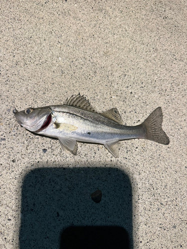 セイゴ（マルスズキ）の釣果