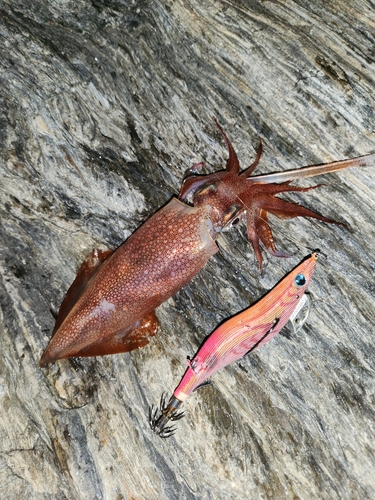 ケンサキイカの釣果