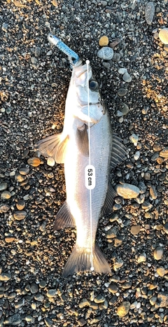 ヒラスズキの釣果