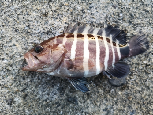 マハタの釣果